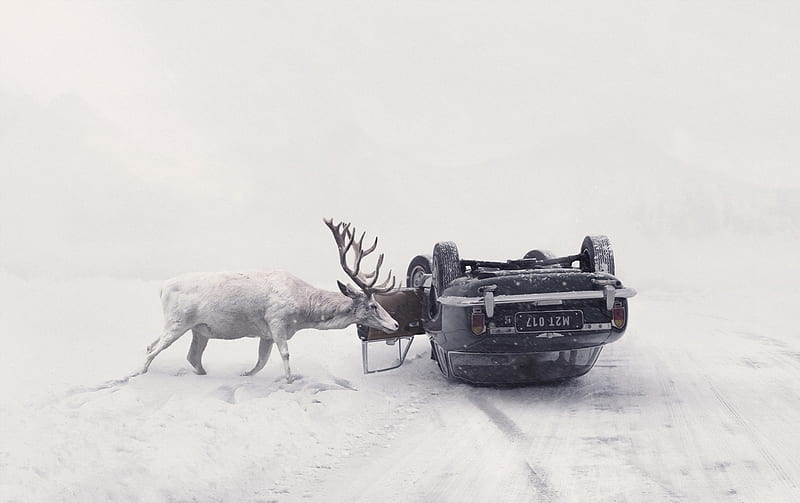 Curious, snow, car, accident, white, animal, horns, winter, deer, HD wallpaper