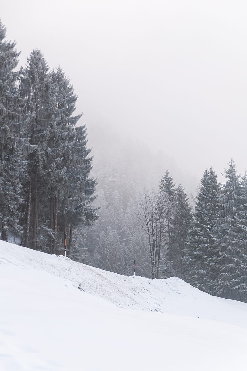 slope, trees, snow, snowstorm, winter, HD phone wallpaper