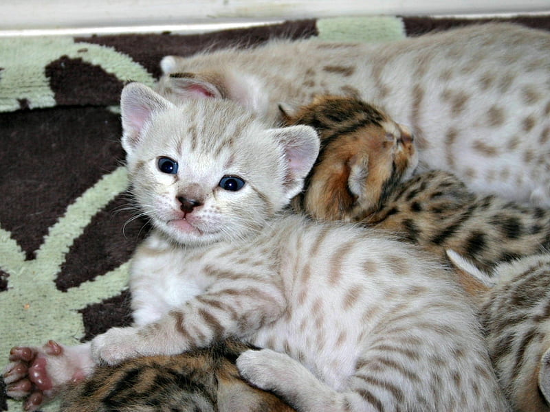 Spotted Snow Bengal Kitten, Cute, Bengal, Blue Eyes, Kitten, Snow, Animals, HD wallpaper