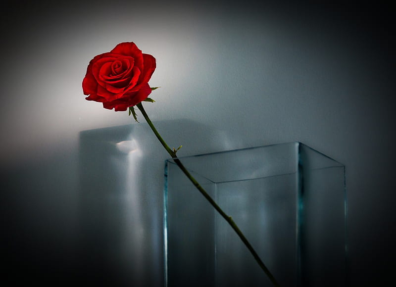 One Rose, flower, vase, red, rose, HD wallpaper