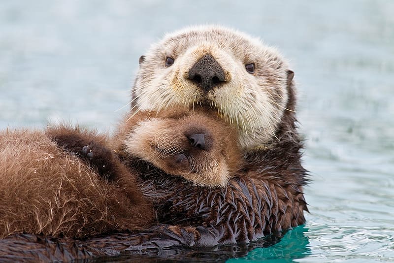 Alaskan Sea Otter, animal, sea, alaskan, otter, HD wallpaper