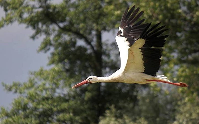 Flying Stork, Poland, stork, bird, flight, HD wallpaper