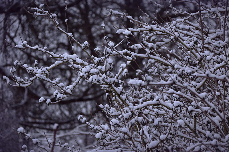 Snowy Branches , snow, tree, nature, HD wallpaper