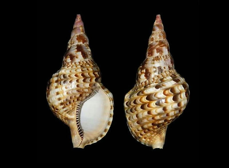 Triton shell from Venezuela, malacology, shell, sea snail, collectables, Triton, mollusks, gastropods, sea shell, HD wallpaper