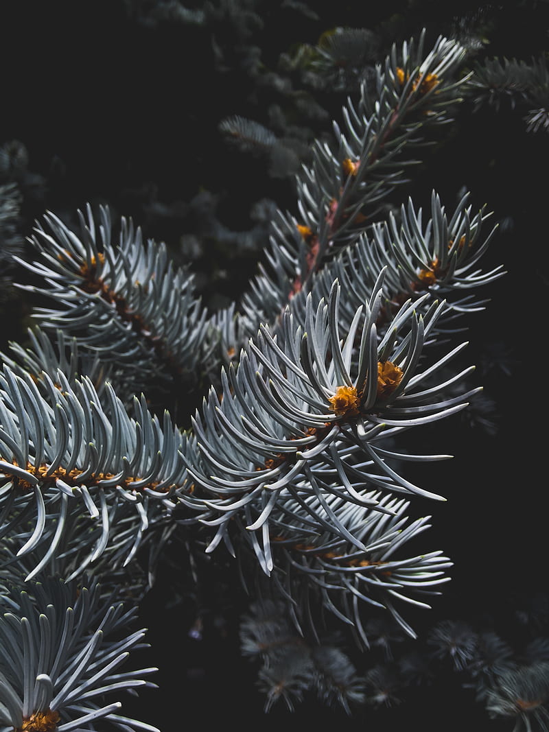 branch, needles, green, macro, HD phone wallpaper