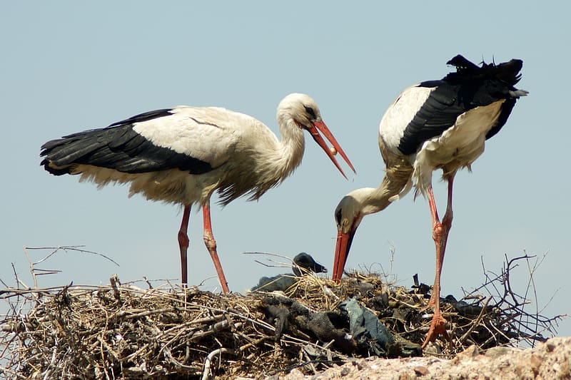 Birds, Animal, Crane, White Stork, HD wallpaper