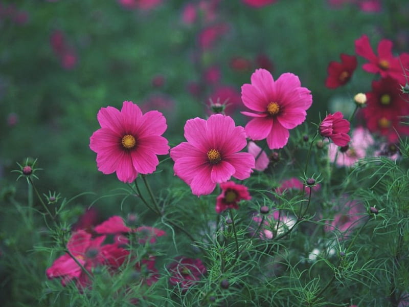 In a serene morning, pretty, grass, flowers, cosmos, delicate, pink, meadow, many, HD wallpaper