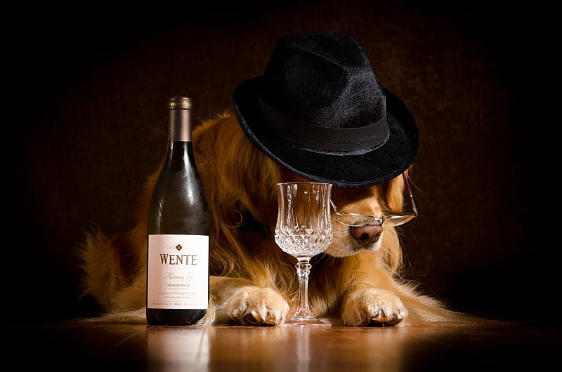 It's The Holiday Season Again, Filler Up, Celebrating, Brown, Black, Flute, Holidays, Golden Retriever, Cute, Dog, Waiting, Crystal, Champagne, Bottle, Hat, HD wallpaper