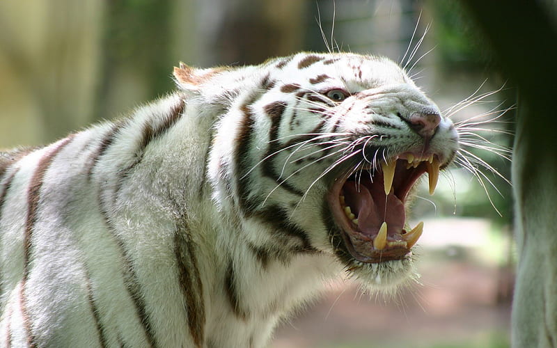 White tiger roar, roar, warning, tiger, big cat, HD wallpaper