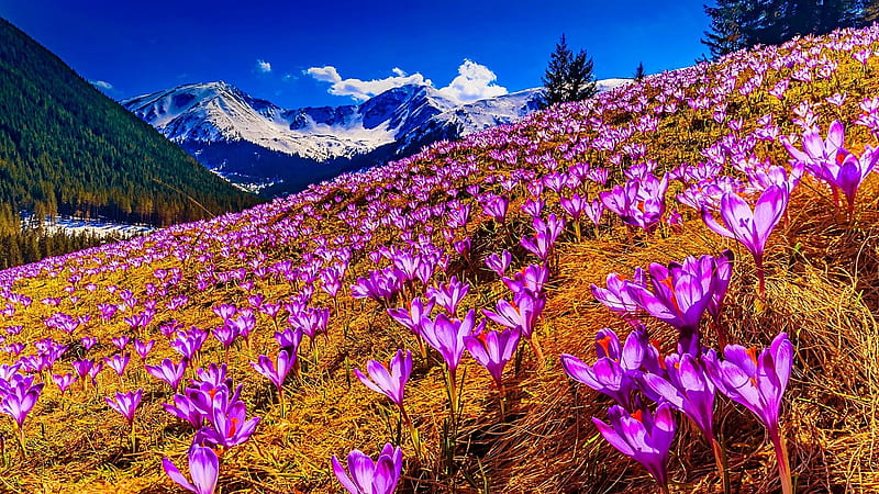 Mountain Valley of Flowers, crocus, mountains, flowers, spring, nature, field, valley, landscape, HD wallpaper