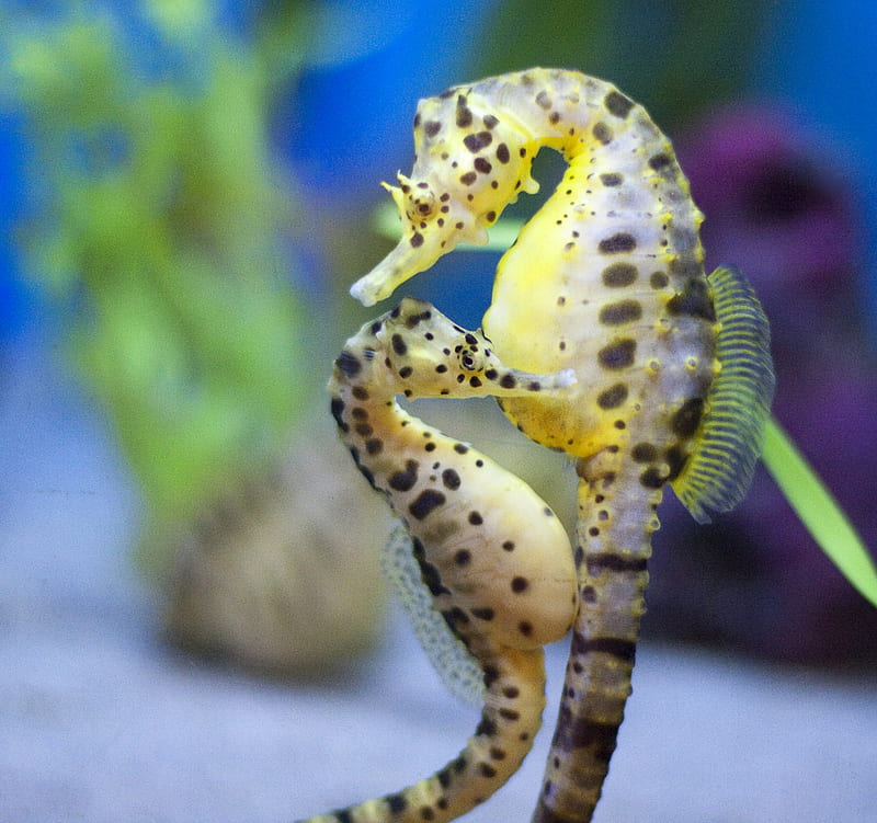Horse of the same color:), underwater, fins, fish, bonito, seahorses, mother, baby, spots, seahorse, HD wallpaper