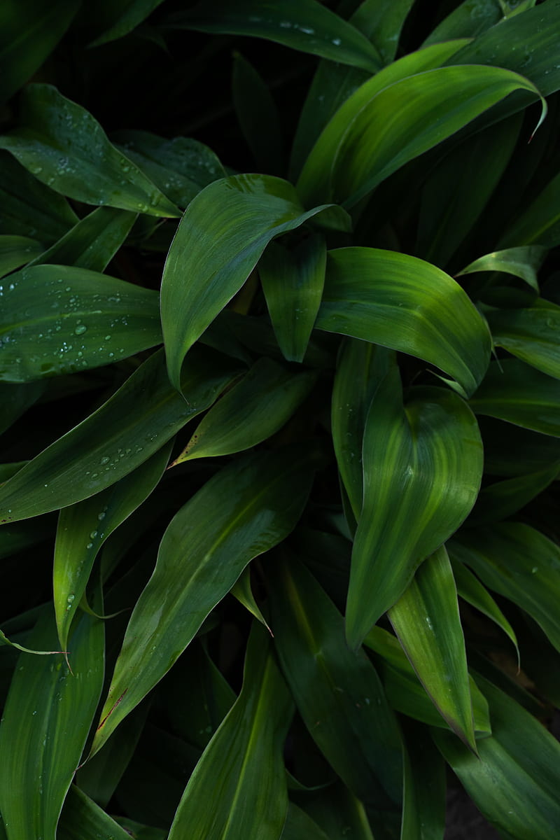 plant, leaves, drops, wet, HD phone wallpaper