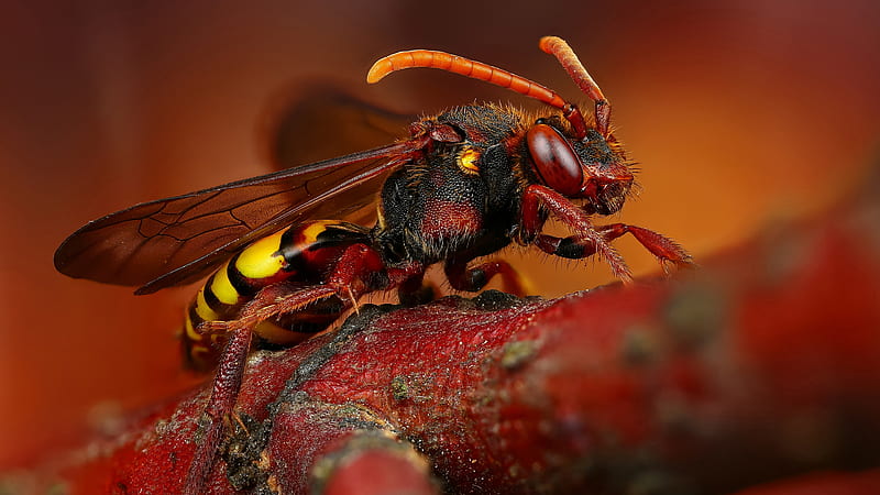 HD-wallpaper-insects-wasp-macro.jpg