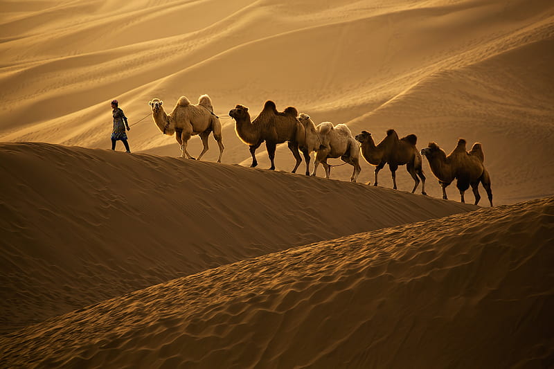 graphy, Caravan, Dune, Camel, HD wallpaper