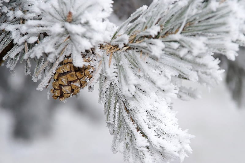 Frozen Pine Cone, graphy, pine, snow, pine cone, frozen, winter, frost, HD wallpaper
