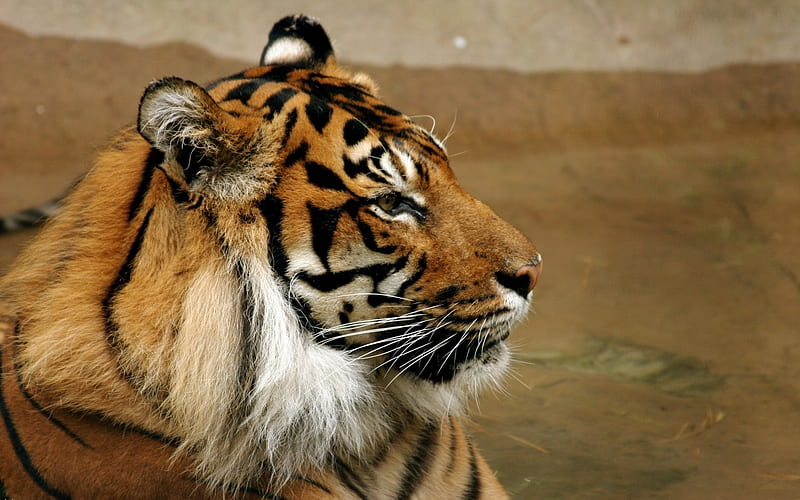 snout profile tiger predator-Animal, HD wallpaper