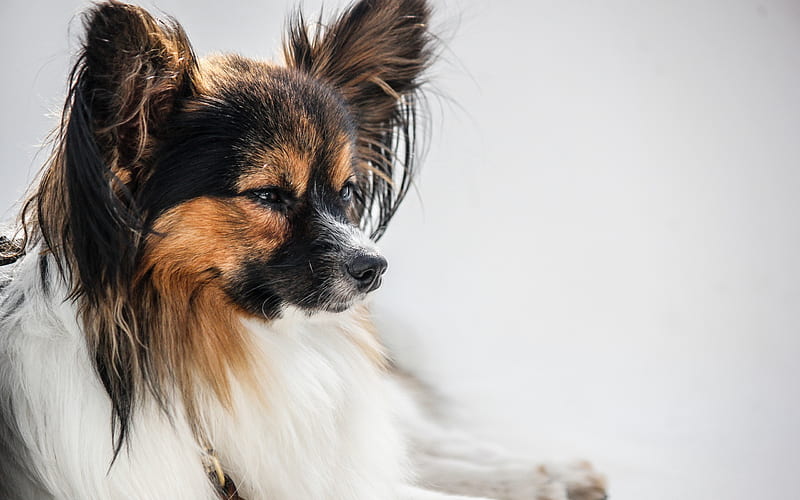 papillon, dog, Continental toy spaniel, puppy, pets, HD wallpaper