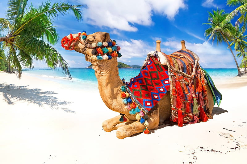 Camel, beach, chew, animal, HD wallpaper