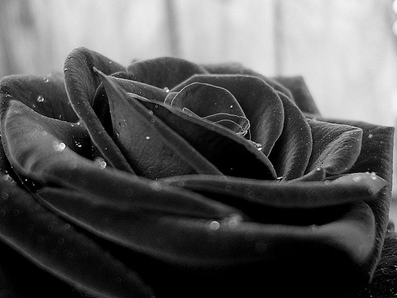 Trandafirul Negru, negru, black, rose, trandafir, HD wallpaper | Peakpx