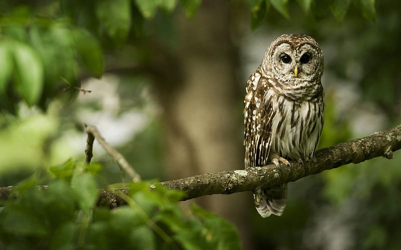 Birds, Animal, Barred Owl, HD wallpaper