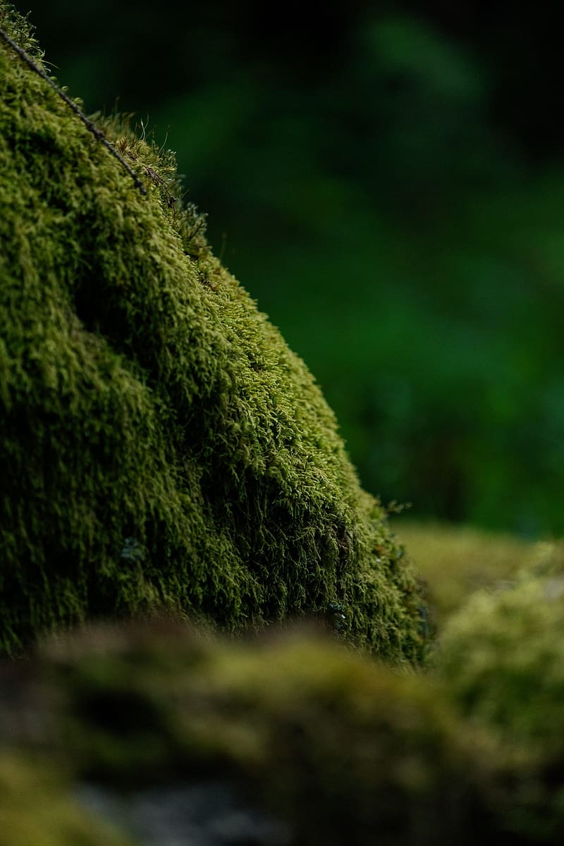 1920x1080px, 1080P free download | Moss, greenery, macro, blur, HD ...