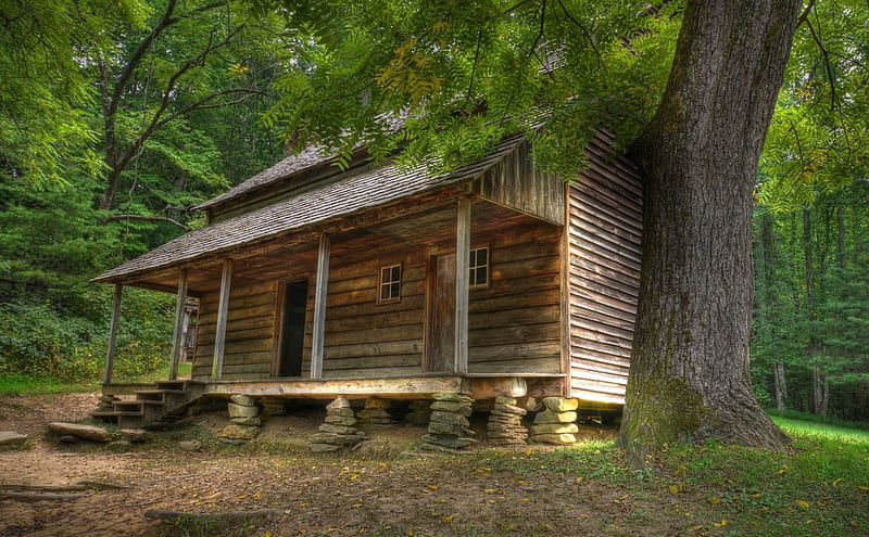 wooden cabin in the woods, forest, clearing, cabin, wood, HD wallpaper