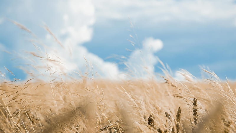 Lush Rye Field, vivid color, rye, bonito, blue sky, clouds, field, HD wallpaper