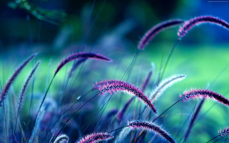 Purple Grass-2016 High Quality, HD wallpaper