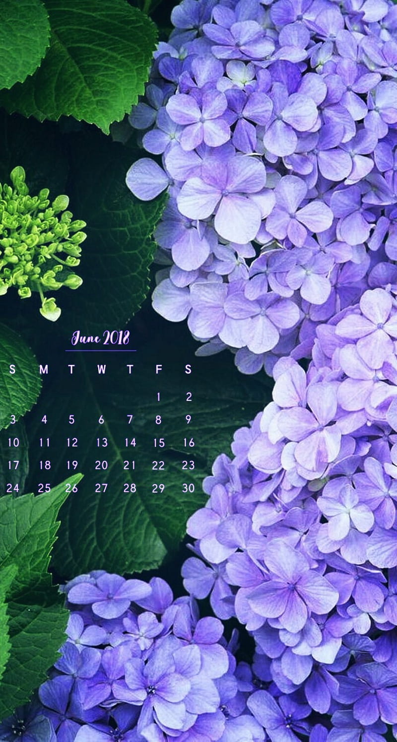 June Hydrangeas, calendar, flowers, june 2018, june calendar, june2018, purple, sixthmonth, HD phone wallpaper