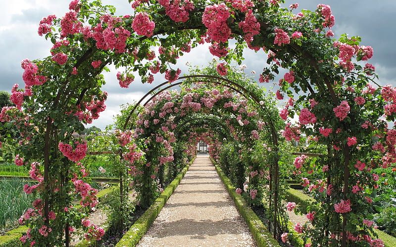Roses, path, garden, pink, HD wallpaper