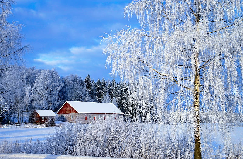 Winter countryside, countrysdide, snow, houses, trees, barn, winter, frost, cold, bonito, HD wallpaper