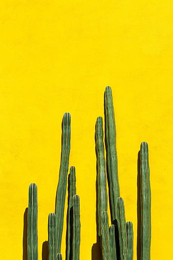 Cactus, spines, plant, drops, HD phone wallpaper | Peakpx