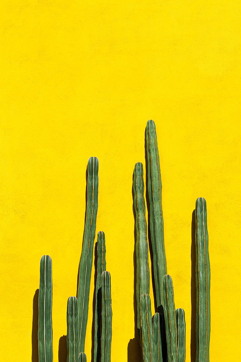 cacti, spines, plant, yellow, HD phone wallpaper