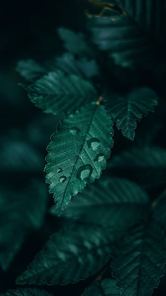 HD green leaves wallpapers