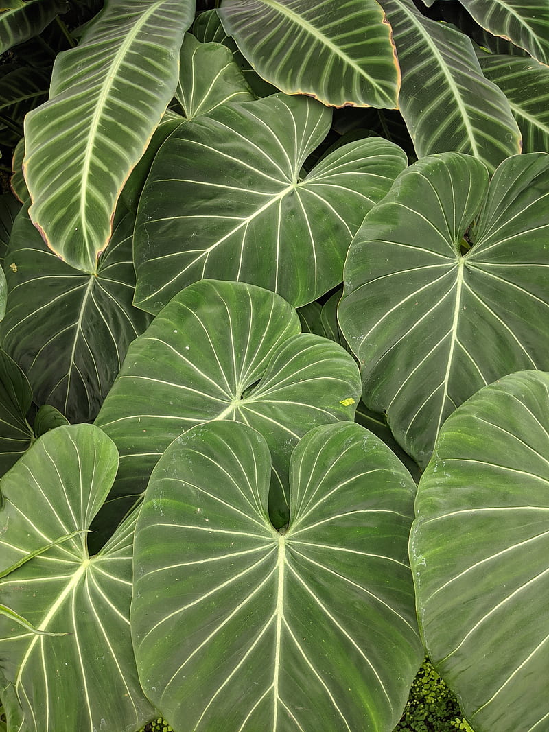 Philodendron, leaves, plants, spring, HD phone wallpaper