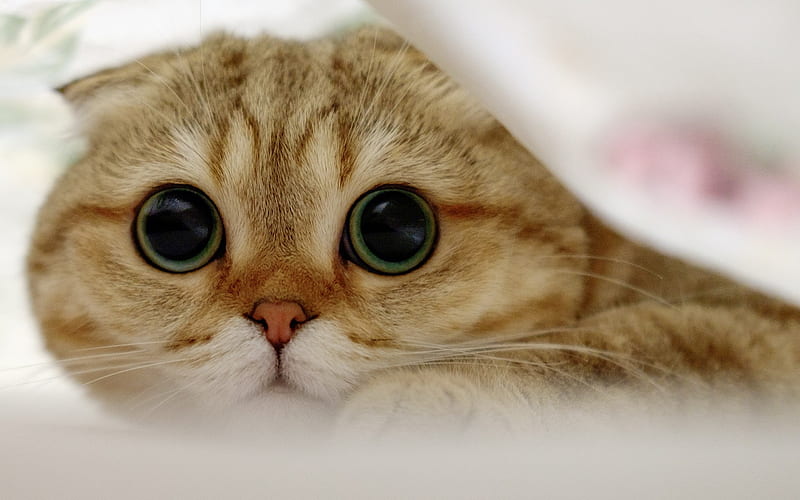 Scottish Fold, domestic cat, big eyes, blanket, furry cat, HD wallpaper