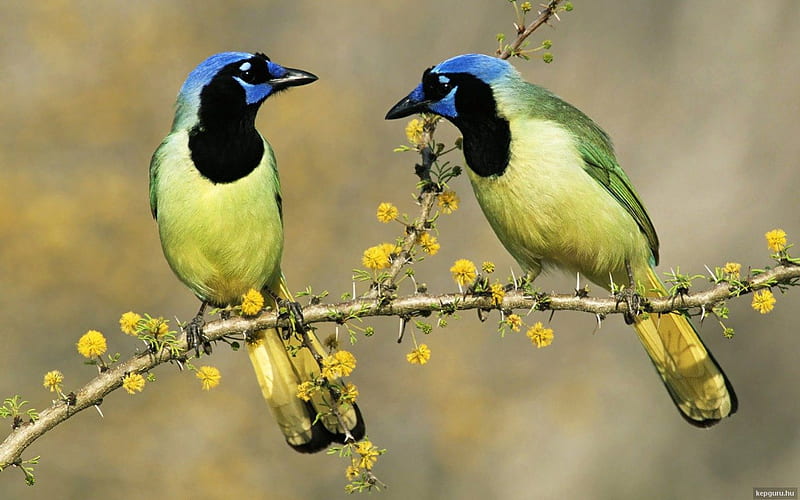 TWO JAYS, birds, companions, trees, twigs, jays, blossoms, wildlife, beauty, branches, feathers, HD wallpaper