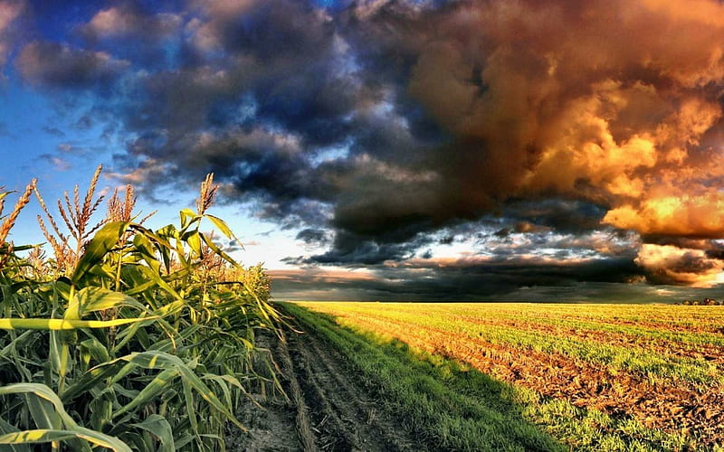 corn field, corn, nature, fields, outdoors, HD wallpaper