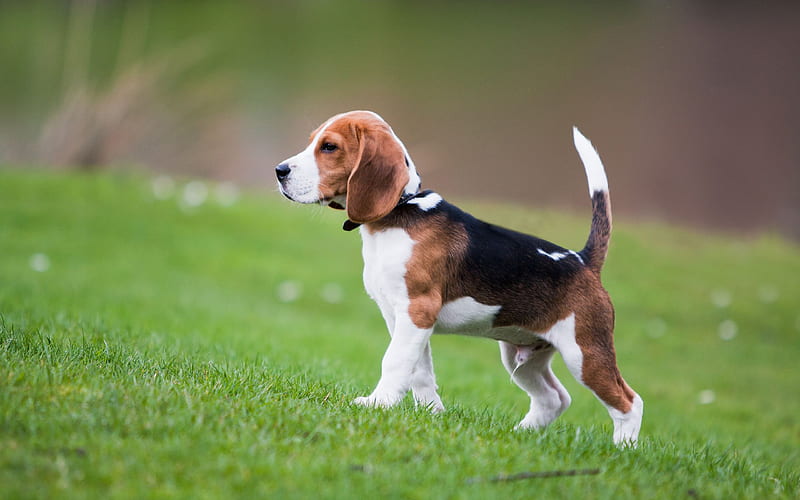 Pocket Beagle, lawn, puppy, pets, cute animals, dogs, Pocket Beagle Dog, HD wallpaper