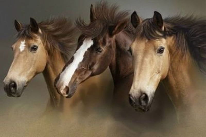 Beauity of the Wild, cheval, horses, wild, HD wallpaper