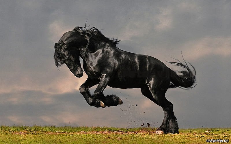proud stallion, grass, ground, black, horse, sky, HD wallpaper