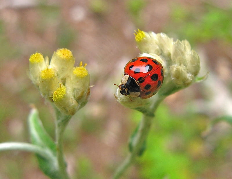 lady bug, red, bugs, nature, spots, HD wallpaper