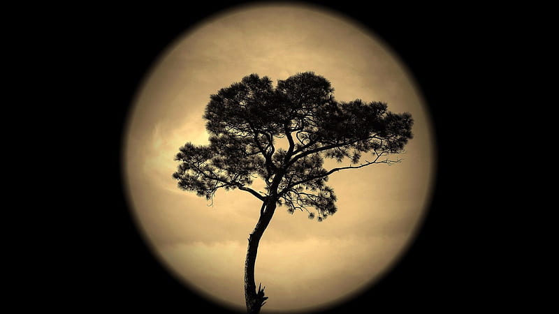 Moon behind the tree, scenic, 1920x1080, space, panoramic view, bonito, graphy, nice, magic night, moon, splendor, scenario, paisage, night, amazing, cenery, paysage, view, supermoon, black, silhouette, tree, paisagem, cool, summer, awesome, scene, landscape, spacescape, HD wallpaper