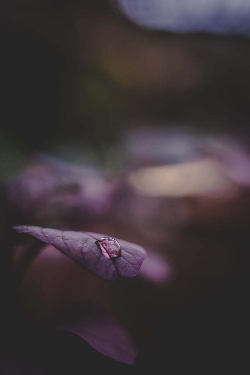 leaf, drop, water, dark, HD phone wallpaper