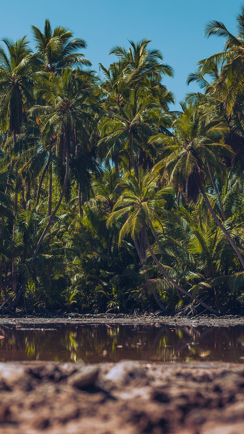 Goidhoo Mangrove, maldives, mangroves, palms, tropical, HD phone wallpaper