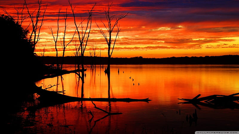 silhouettes at red sunset, red, sunset, dead trees, lake, HD wallpaper