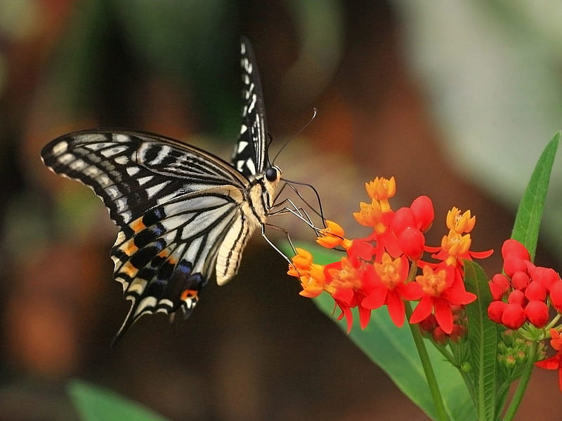 Tiger Swallowtail, flowers, butterfly, swallowtail, HD wallpaper