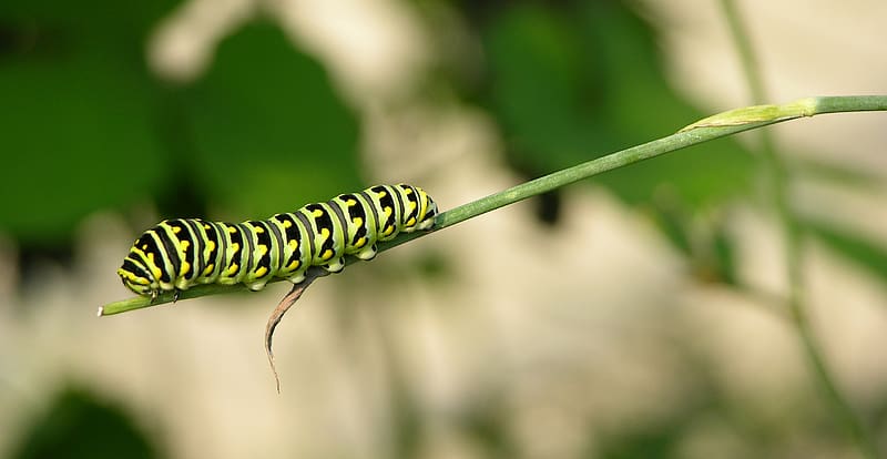 Animal, Caterpillar, Black Swallowtail, HD wallpaper