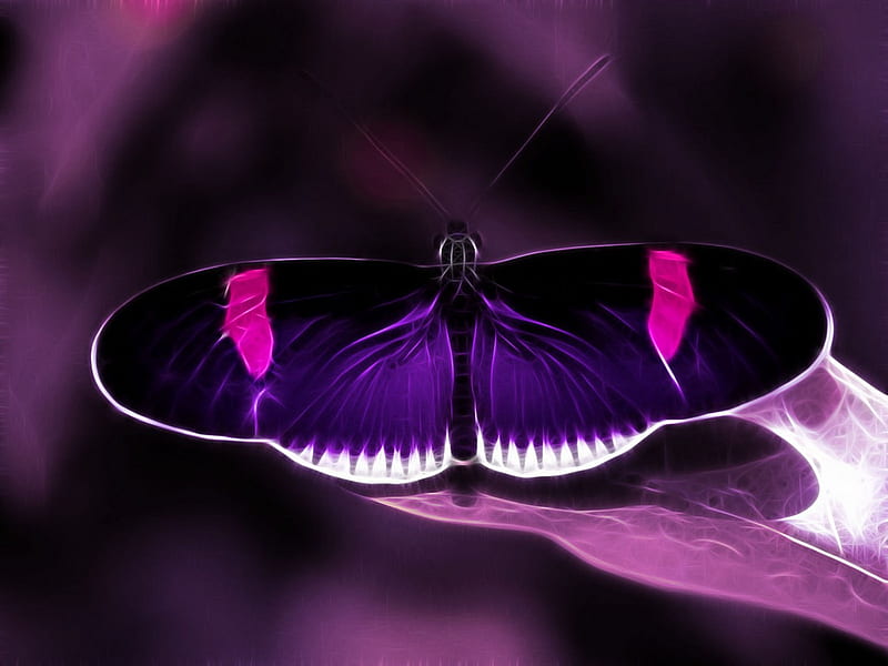 Mariposa morada y rosa, negra, morada, mariposa, rosa, Fondo de pantalla HD  | Peakpx