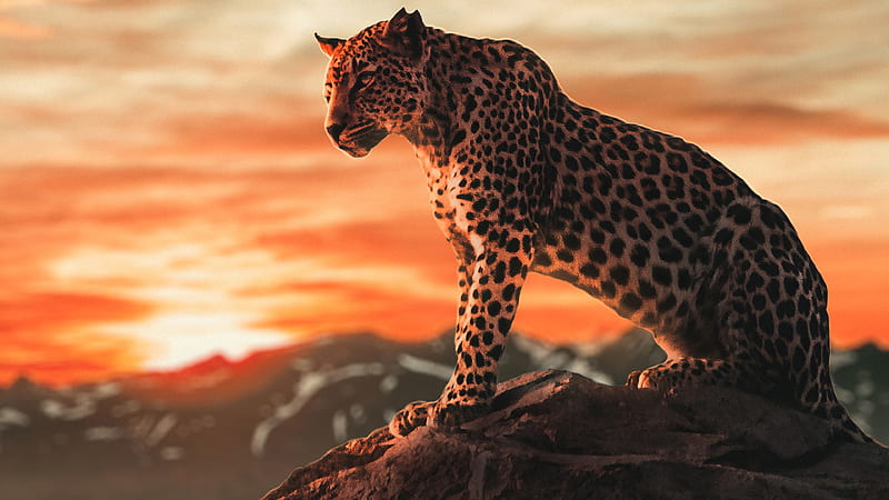 Cheetah Morning Time , cheetah, animals, HD wallpaper